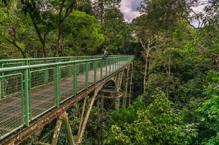 022 Sandakan, rainforest discovery centre.jpg